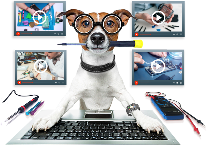 poulgilan online education dog